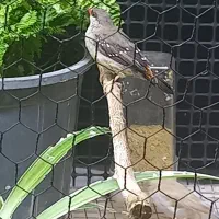 فنچ توت فرنگی