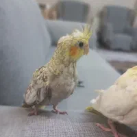 جوجه دونخور