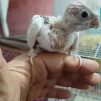 مجسمه|مجسمه، تندیس، ماکت|زابل, |دیوار