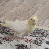 عروس هلندی دستی