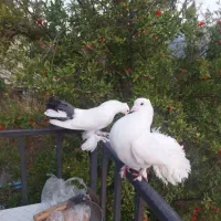 جفت کبوتر دم چتری اصل