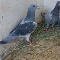 مگس نر باخت دادم