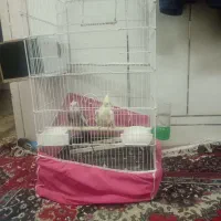 عروس  هلندی با قفس
