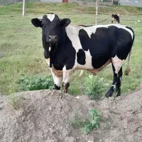 فروش گاو