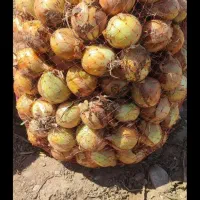 خیار|خوردنی و آشامیدنی|اصفهان, مسجد مصلی|دیوار