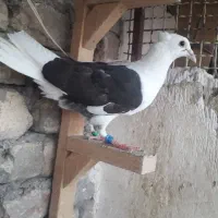 کبوتر پرشی پشت گراف