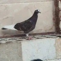 کفتر|پرنده|پیشوا, |دیوار