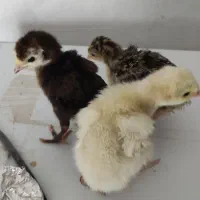 فروش جوجه برهما لایت اصل رومانی