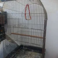 قفس عروس هلندی