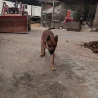 فروش سگ نگهبان ۸ ماهه با ابهت و هوشیار