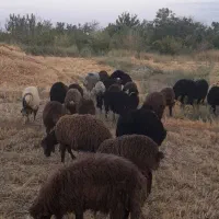 27راس بره نره سبک افشار
