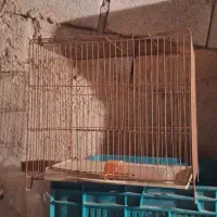 قفس
