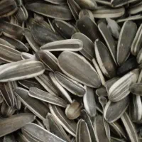 فروش دو تن تخمه درجه یک سنقری
