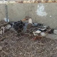 اردک