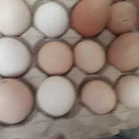 تخم مرغ محلی تازه