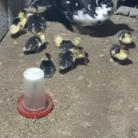 جوجه اردک اسرائیلی
