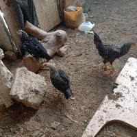 جوجه محلی شوروایی مرغ کت مرغ تخم گذار