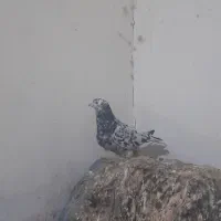 کفتر