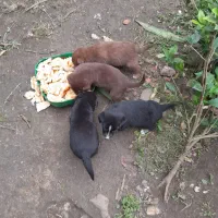 بچه سگ دورگ