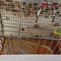 مرغ عشق دوتا