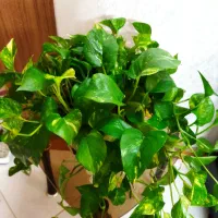 گل وگیاه پتوس پر ساقه وزیبا