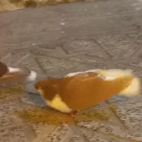 کفتر ب شرط رنگی