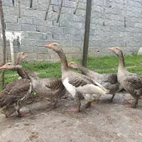 غاز،برای خریدارانی که دنبال گوشت خانگی اند