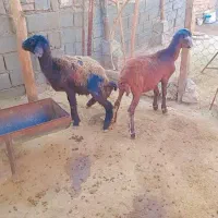 ۳راس بره ماده قزل افشار لخت