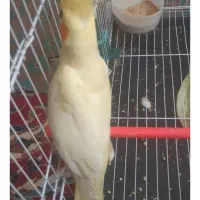 عروس هلندی گم شده