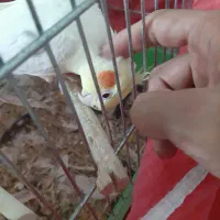 عروس هلندی ماده معاوضه با نر