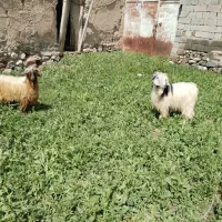بز نر تکه|حیوانات مزرعه|دشتک, |دیوار