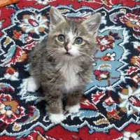 گربه