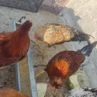 نیمچه خروس ۶ماهه