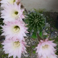 فروش کاکتوس توپی