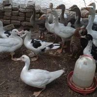 غاز