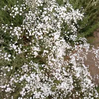 گل رز|گل و گیاه طبیعی|خمین, |دیوار