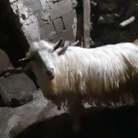 بزغاله نر ۴ساله