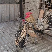 جوجه مینیاتوری یا سیبرایت