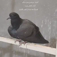 کبوتر خارجی اصیل (دورقمی)