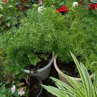 طبیعی|گل و گیاه طبیعی|صومعه‌سرا, |دیوار