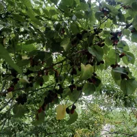 شاه توت درجه یک وشیرین