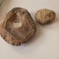 فسیل|کلکسیون و سرگرمی|شهر ری, هاشم‌آباد|دیوار