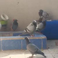 کبوتر پرشی