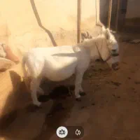 الاغ|حیوانات مزرعه|دینور, |دیوار