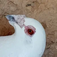 کبوتر