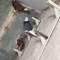 کفتر|پرنده|سبزوار, چهارراه فرودگاه|دیوار