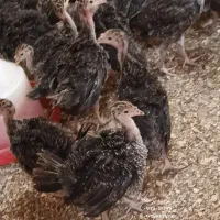 بوقلمون برنز انگلیسی کانادایی