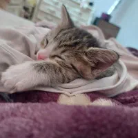 گربه