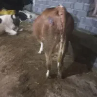 علوفه