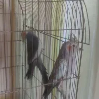 عروس هلندی مولد